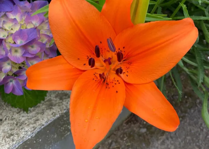 Quinta Palmeiras بوفواساو