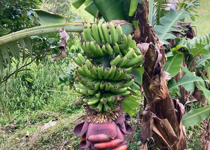 بيت ضيافة Quinta Palmeiras 3*