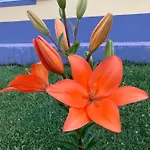 Quinta Palmeiras Повоасан