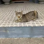 Гостевой дом Quinta Palmeiras