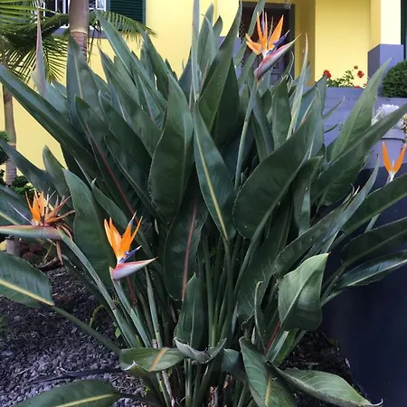 게스트하우스 Quinta Palmeiras