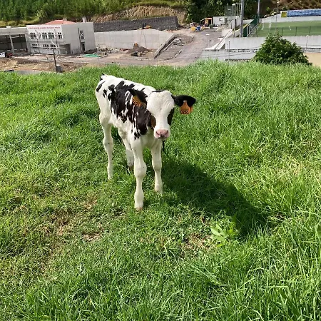 게스트하우스 Quinta Palmeiras 4*