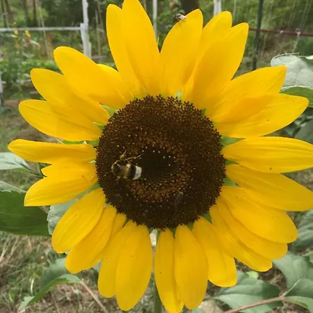 게스트하우스 Quinta Palmeiras