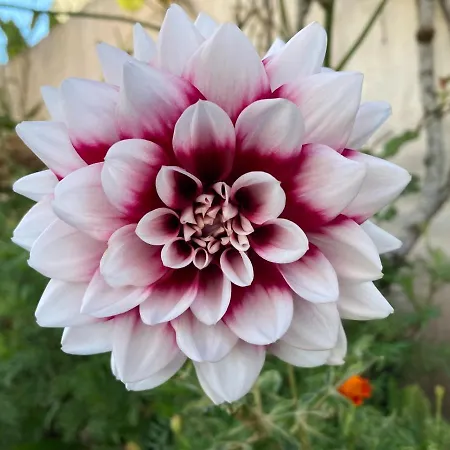 Quinta Palmeiras 4* Povoacao (Sao Miguel)