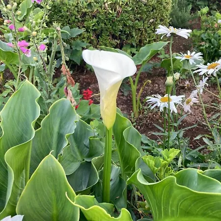 Quinta Palmeiras 게스트하우스 4*