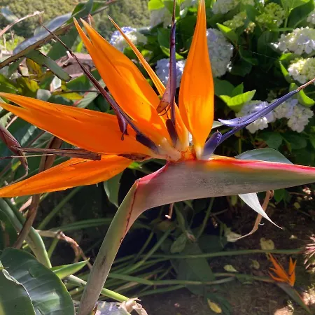 Pensjonat Quinta Palmeiras