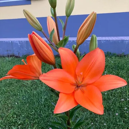 Quinta Palmeiras Povoacao (Sao Miguel)