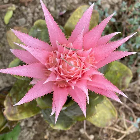 게스트하우스 Quinta Palmeiras 포보아카오