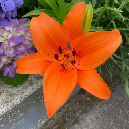 Quinta Palmeiras 포보아카오