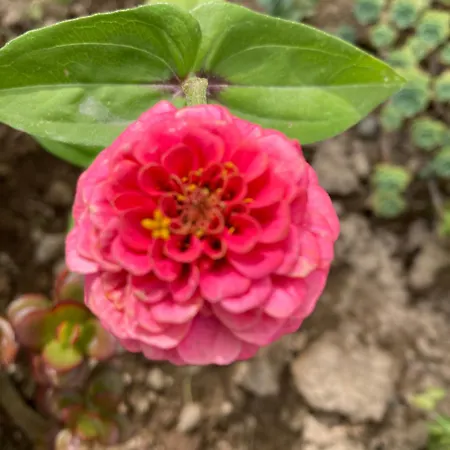 게스트하우스 Quinta Palmeiras 4*