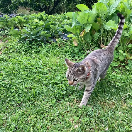 Quinta Palmeiras 게스트하우스