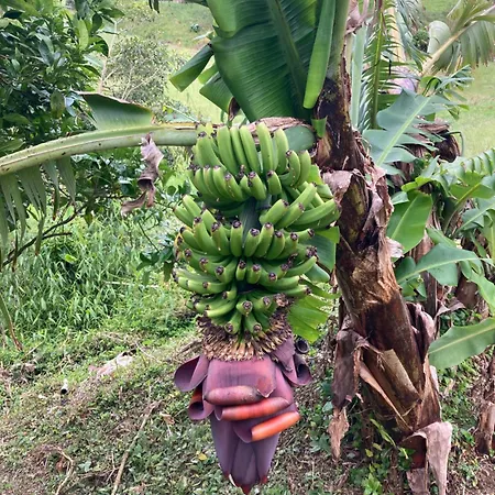 게스트하우스 Quinta Palmeiras 4*