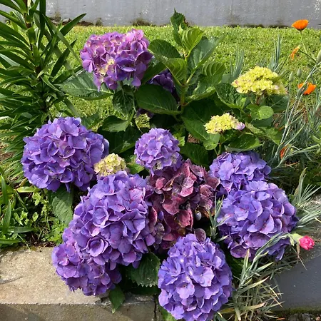 게스트하우스 Quinta Palmeiras 포보아카오