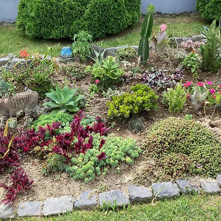 Quinta Palmeiras Povoacao (Sao Miguel)