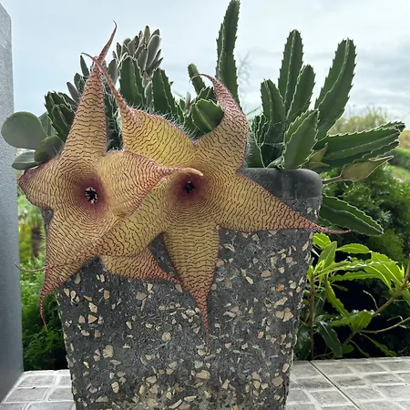 Quinta Palmeiras 게스트하우스 포보아카오