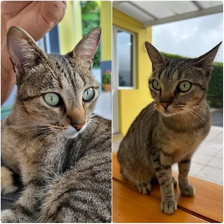 Quinta Palmeiras Pensjonat Povoacao (Sao Miguel)