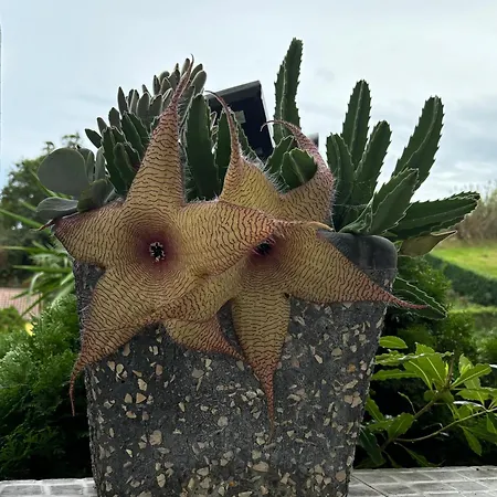 게스트하우스 Quinta Palmeiras 포보아카오