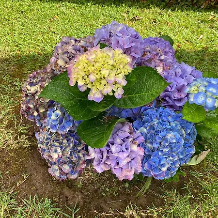 Quinta Palmeiras 포보아카오