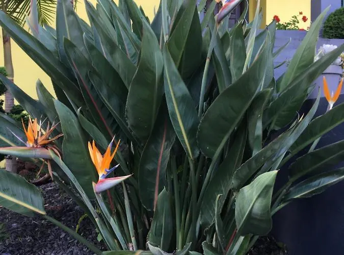 Pensión Quinta Palmeiras