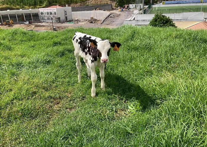 Pensión Quinta Palmeiras 3*