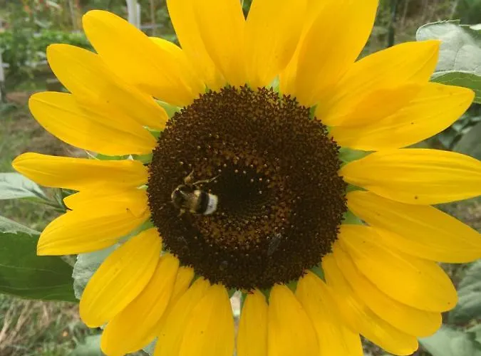 ゲストハウス Quinta Palmeiras