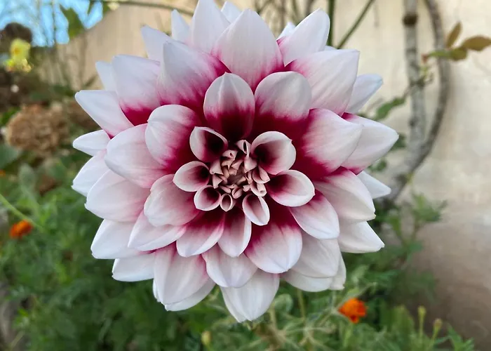 Quinta Palmeiras 3* Povoacao (Sao Miguel)