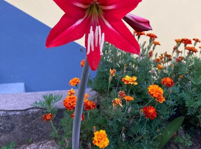 Pensión Quinta Palmeiras