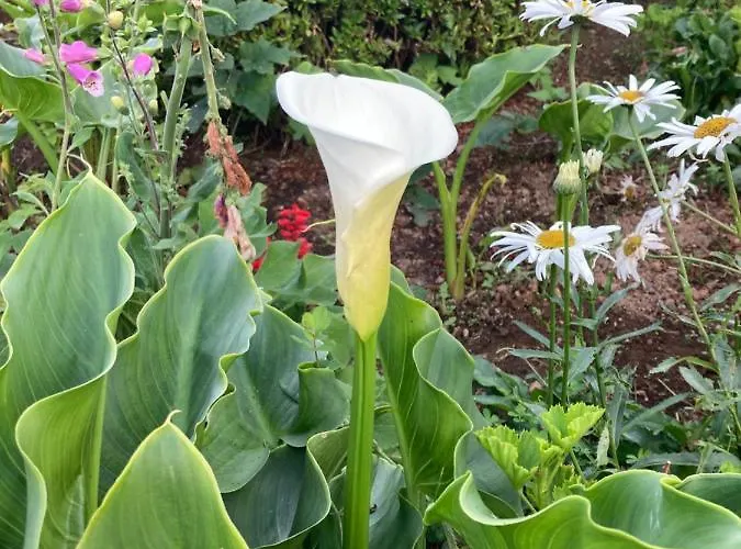 Quinta Palmeiras ゲストハウス 3*