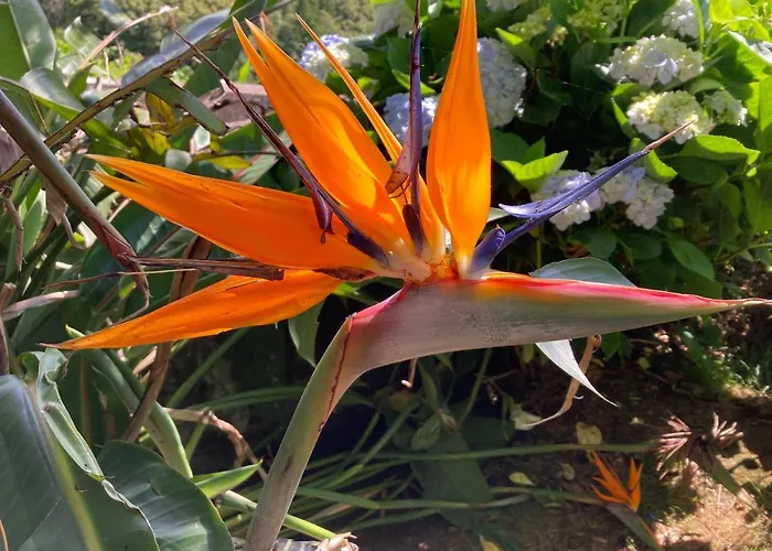 Pensión Quinta Palmeiras