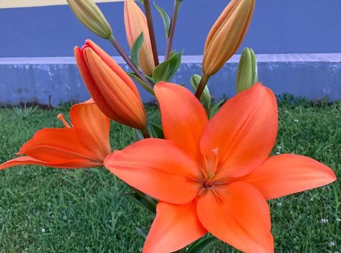 Quinta Palmeiras Povoacao (Sao Miguel)