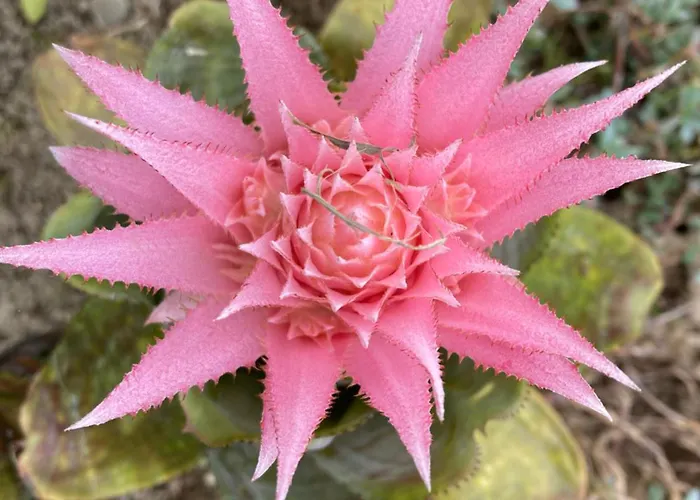 Pensión Quinta Palmeiras Povoacao (Sao Miguel)