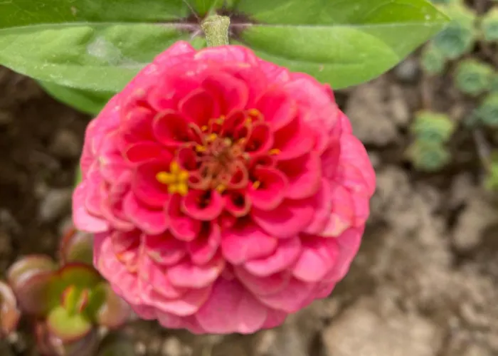 ゲストハウス Quinta Palmeiras 3*