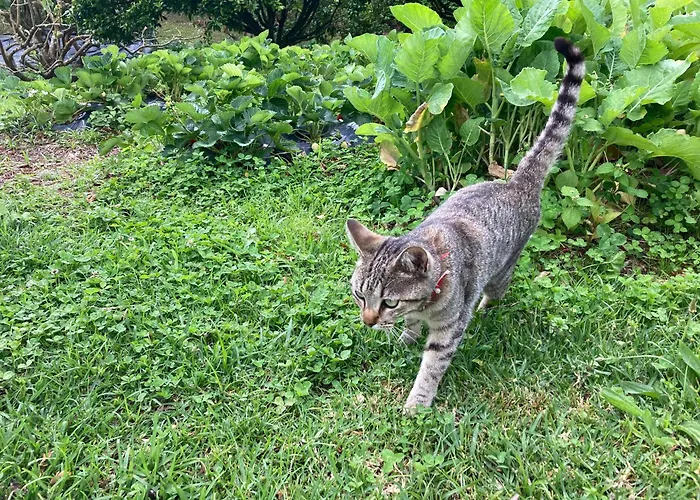 Quinta Palmeiras Pensión