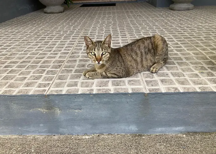 ゲストハウス Quinta Palmeiras