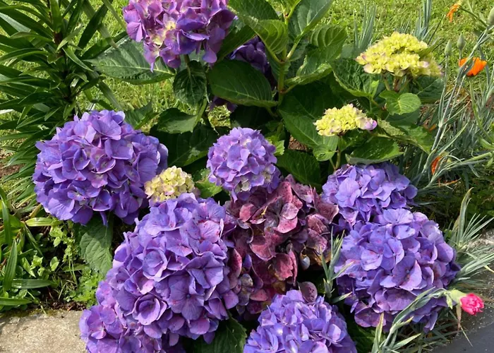 Pensión Quinta Palmeiras Povoacao (Sao Miguel)