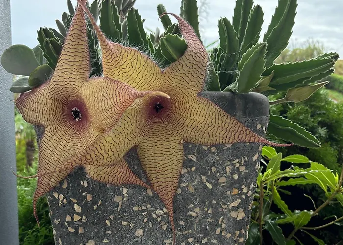 Quinta Palmeiras Pensión Povoacao (Sao Miguel)