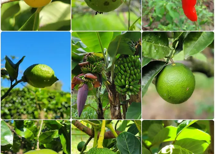 ゲストハウス Quinta Palmeiras 3*