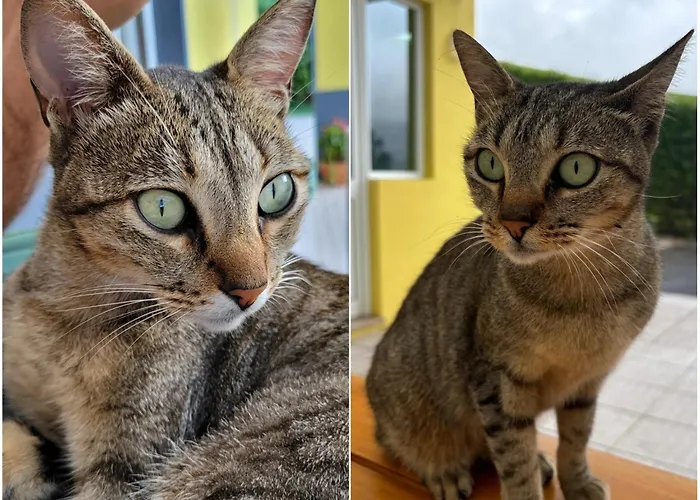 Quinta Palmeiras ゲストハウス ポヴォアサン