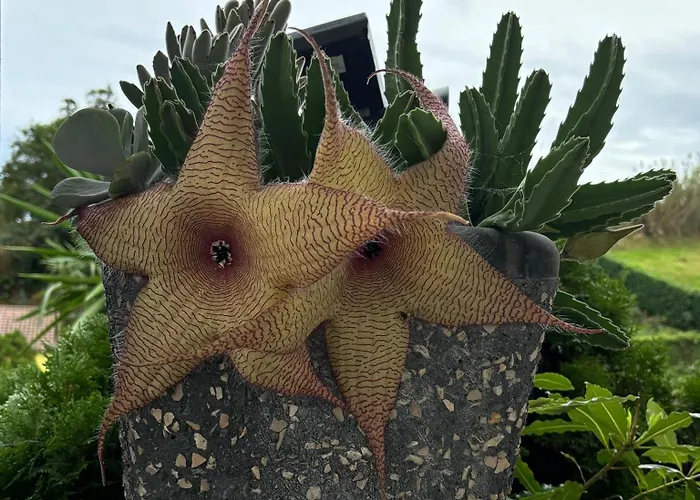 Pensión Quinta Palmeiras Povoacao (Sao Miguel)