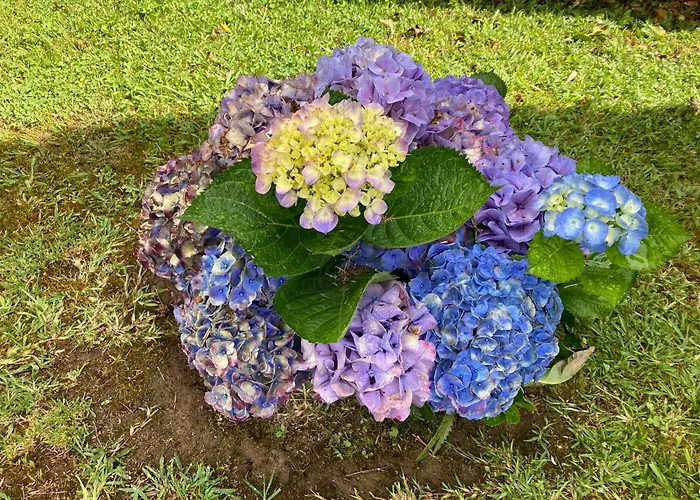 Quinta Palmeiras Povoacao (Sao Miguel)